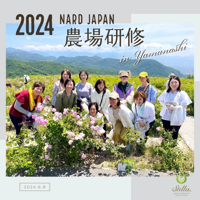 2024.6.8(土) 今年もStilla AROMAグループ12名で山梨NARD JAPAN🌸農場研修🌸に参加して参りました♪  6月だけに心配だったお天気も、
開花シーズンの終盤につき若干不安視されていたローズのお花も、
行ってみたらどちらも大変宜しく
360°全方位ありがとう🙏という気持ちで一杯でした。  初めて参加された皆さんも
リピーターの皆さんも
とても喜んでくださって私も本当に嬉しかったなあ。  大自然の清々しい環境の中で、
本物のダマスクローズの甘い香りに包まれながら
可愛いピンク色のお花を手摘みする作業って  やっぱりすごい非日常。  何度参加しても本当に癒されます。  「旅は心のお洗濯」という言葉がしみじみ感じられるというか‥。（それは歳もあるかと）  👇今年ローズ畑で出会えた植物たちです。  ✼••┈┈┈┈••✼••┈┈┈┈••✼  ❤︎ ロサ・ダマスケナ（ダマスクローズ）❤︎
この花が、私たちの心身魂にホリスティックな癒しをもたらすローズ精油の貴重な原料に。
花びらはしっとり＆シルキーな手触りで、羽のように軽いです。  ❤︎ 農場での休憩時間に参加者の方々が作られた可愛いリース風のオブジェ❤︎
ダマスクローズとサイプレスをメインに、アクセントのブラックマロウがいい感じ♪
ローズマリーとカモマイル・ジャーマンを散らしてよりナチュラルな雰囲気に。  ❤︎ 触ってびっくり！ラムズイヤー ❤︎
葉が本当に仔羊の耳のよう。
ぬいぐるみのようなモフモフ感。
写真ではサイズ感が分かりにくいですが、花穂の部分は軽く350ml缶（縦）くらいの長さ有り。
私にとって第一印象は「ジャンボサイズのラベンダー！？」でした。  ❤︎ 可憐に咲いたマリーゴールド ❤︎
カレンデュラ油でお馴染みかな？
畑の脇に野生で咲いていたマリーゴールドでしたが、カモマイル・ジャーマンも寄り添って、なんとも愛らしい天然の寄せ植えに。  ❤︎ カモマイル・ジャーマン ︎︎❤︎
今年は終わりがけの季節でした。
既に今シーズンに2回、刈り取りが終わったのだそう。
昨年この研修に参加した5月中旬はカモマイル・ジャーマン最盛期で、とても素晴らしかったですよ。
当校の昨年（2023）の農場研修レポート（Blog / SNS）でその様子をお伝えしています。
よかったらこちらもチェックしてみてください♪  ✼••┈┈┈┈••✼••┈┈┈┈••✼  NARDの農場研修はローズ畑の体験だけではありません。
水蒸気蒸留機の見学やアロマクラフト作りの楽しいセミナーもあって、充実の一日でした。  最後はお持ち帰りのハーブの下処理などがあって、毎年のことながら今年もちょっぴりバタバタでした。  最後は全員ではなかったのですが（ごめんなさい）
出発直前のマイクロバスの前でタイミングがあった受講生の方々と、集合写真をパシャリ！  どなたも満面の笑顔でお開きとなりました。  🌸NARD JAPANの皆様、今年も素敵な研修をどうもありがとうございました✨
年間を通じてのオーガニック栽培の農場の管理、いつも本当に頭が下がります。  🌸予約困難な研修チケットを引き当ててくださった受講生K様、
🌸仲良く色々と協力しながらご参加くださった受講生の皆様、
どうもありがとうございました。
私もとても楽しく、本当に気持ちの良い一日となりました♪
またご一緒しましょう✨  ・・ってこんなに書いておきながら、何ですが。  実はまだまだシェアしたい写真やお話があります。  それらはまた今後お伝えしていきますね。
この続きもぜひフォローしていただけると嬉しいです😊  #山梨 #農場研修 #ハーブ #ローズ #ダマスクローズ #ナードアロマテラピー協会認定校 #ナードアロマテラピー協会 #nardjapan認定校 #ナードジャパン認定校 #アロマ #アロマテラピー #メディカルアロマ #フランス式アロマ #フランス式アロマテラピー #アロマアドバイザー #アロマインストラクター #アロマトレーナー #アロマセラピスト #stillaaroma