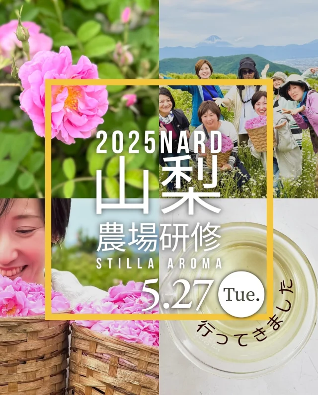 ＼2025農場研修レポートꔛ遅くなりましたꔛ／
レッスン三昧の毎日を過ごせているのはとても幸せなことなのですが、その一方で農場研修のご報告がかなり遅くなってしまいました。  ということで少々怯（ひる）みつつ‥⍨⃝  ＼満開のダマスクローズ畑＆農場研修の一日を〈59秒動画〉でお伝えします／  ❥今年は5/27(火)、当校グループ全8名でナード・アロマテラピー協会の【山梨農場研修】に行って参りました。（動画には7名）  完全オーガニック栽培のハーブたちと触れ合える毎年大人気の研修。まさにプラチナチケット🎫✨  ❥動画を作りながら、そういや当日の現地はまだ涼しかったなーなんて思い出しました。  今はもう夏、記録的な酷暑。
標高の高い農場であってもこの季節の畑のお世話はかなりのご苦労があるはず（農場研修の頃でも既に暑い日もあります）  ❥毎日の暮らしや人生をより良く支えてくれるアロマテラピーですが、芳香植物、自然環境、そして携わる方々の存在も感じながら精油やハーブウォーターなどに触れていきたいものですね。  ꕂアロマのある暮らしで心豊かに、あなたらしい人生をꕂ  #農場研修 #山梨 #ナードジャパン #ナードアロマテラピー協会 #nardjapan #ダマスクローズ #カモミール #ハーブ #ナードアロマテラピー協会認定校 #ナードジャパン認定校